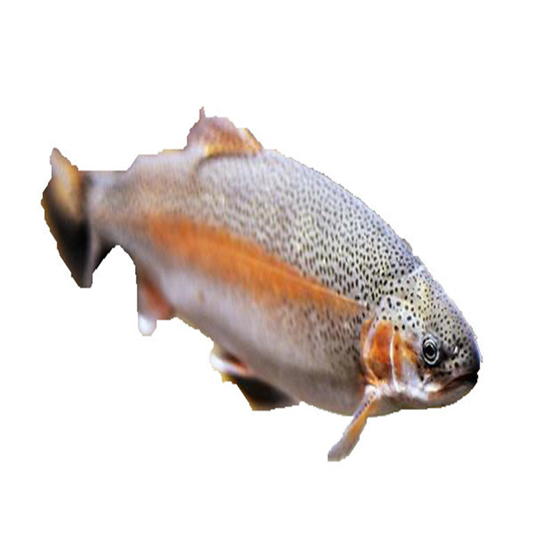 农聚源 【xj】虹鳟鱼 鲜活生猛海鲜金鳟鱼虹鳟鱼 50