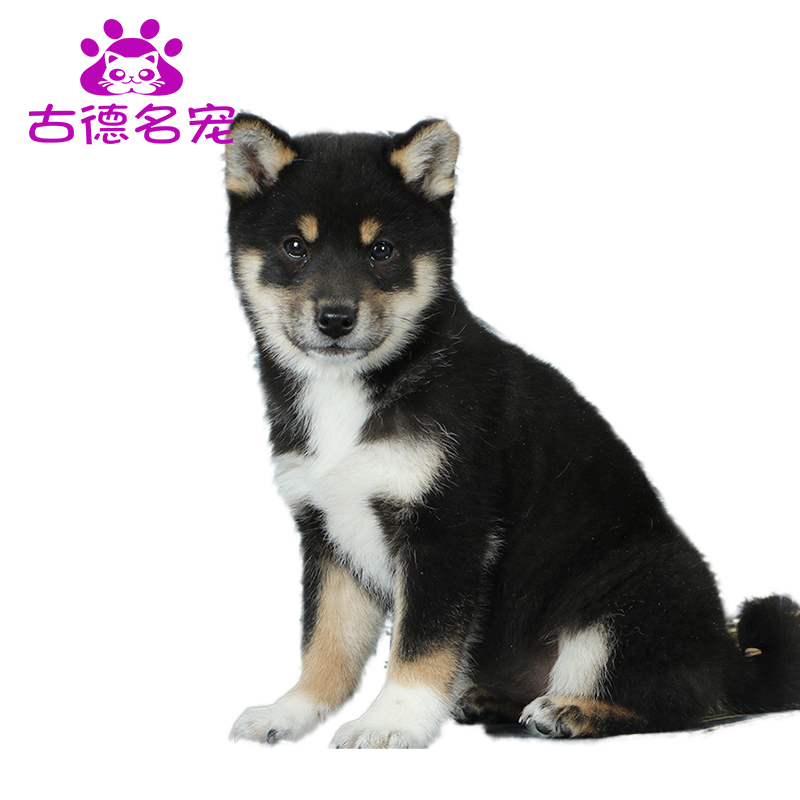 即決 かわいい 小鉢２枚 柴犬 超ポイントバック祭 柴犬