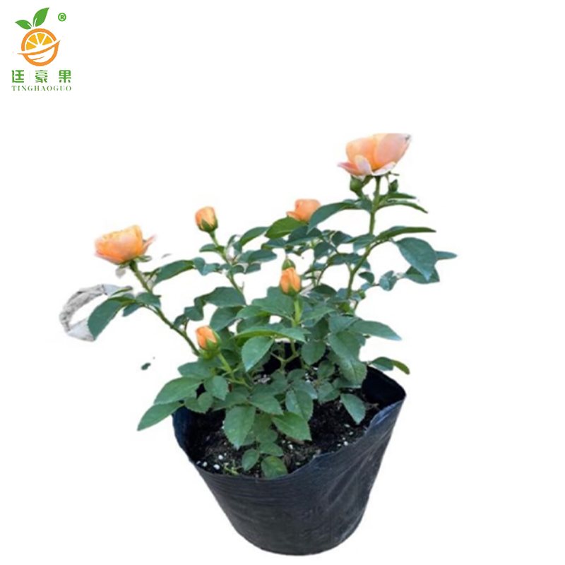 廷豪果 四季花 红粉黄 /颗高清大图