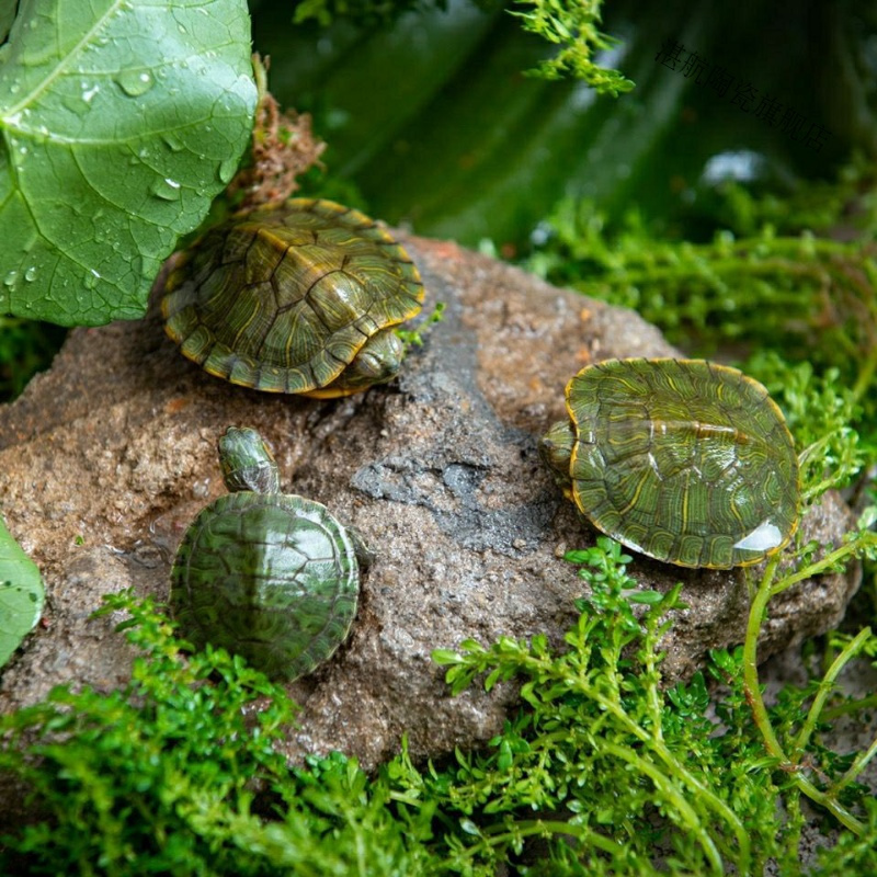 活体乌龟 大小宠物巴西黄金龟 外塘巴西龟观赏