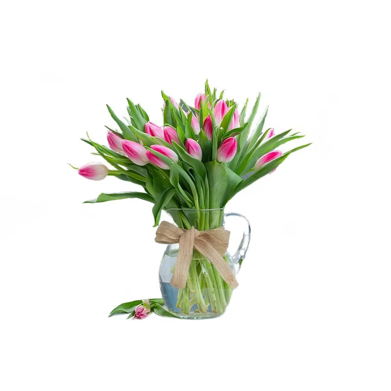 郁金香(带花苞,3种颜色)株高20-40cm冠幅20-30cm高清大图