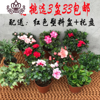 封后幼儿园小学生好养开花植物杜鹃花盆栽花卉室内外观花四季开花花卉 西玛╋小桃红╋碧玉共3盆黑色塑盆软种植盆 含盆