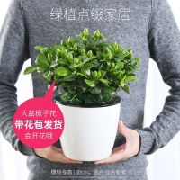大盆栀子花+简易盆 【大盆栀子花带花苞发货】栀子花盆栽室内花卉绿植水培除甲醛植物