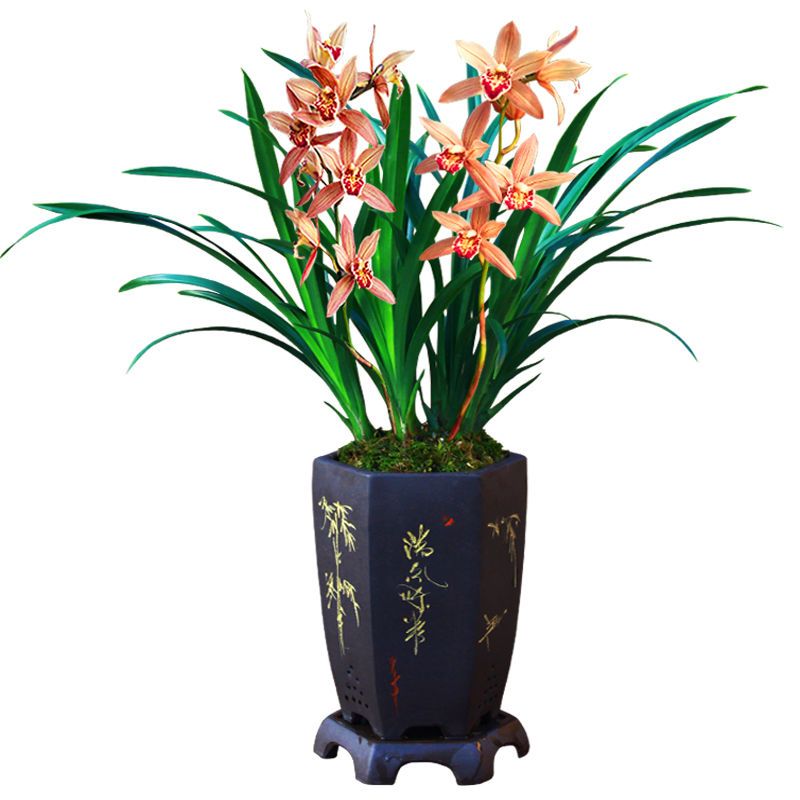 浓香型兰花苗墨兰大蕙兰花卉盆栽绿植室内植物四季兰建兰春兰