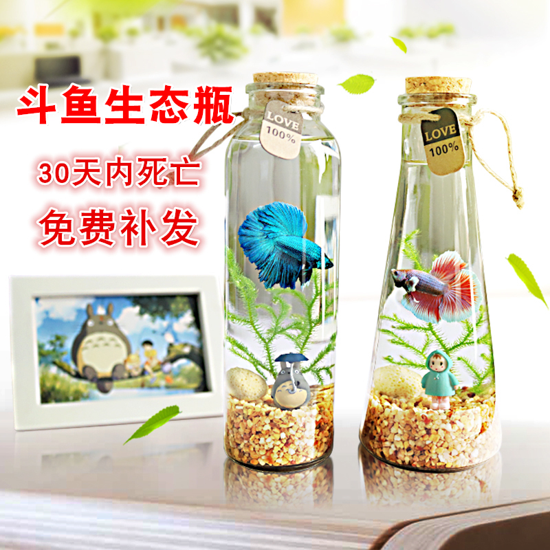 斗鱼生态瓶封闭小鱼瓶免换水瓶装观赏鱼玻璃桌面透明微景观鱼小型高清大图