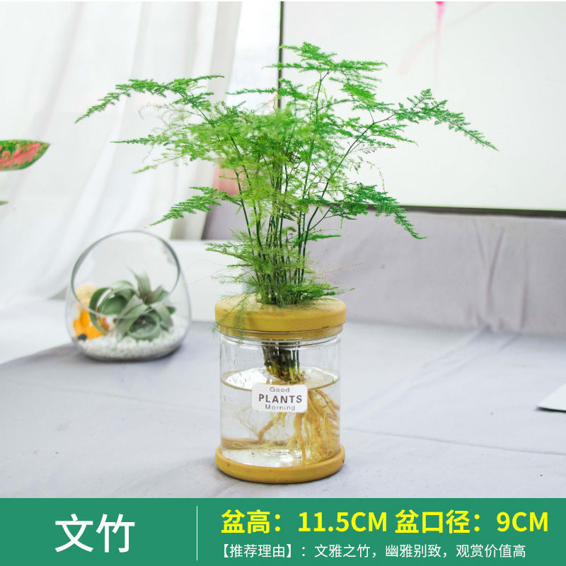 绿萝发财树吊兰花卉盆栽植物甲醛水培小绿植好养室内文竹多肉去除 文竹
