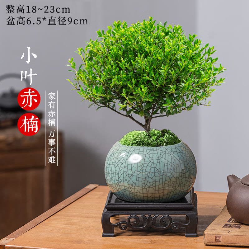 小叶赤楠盆景摆件图片