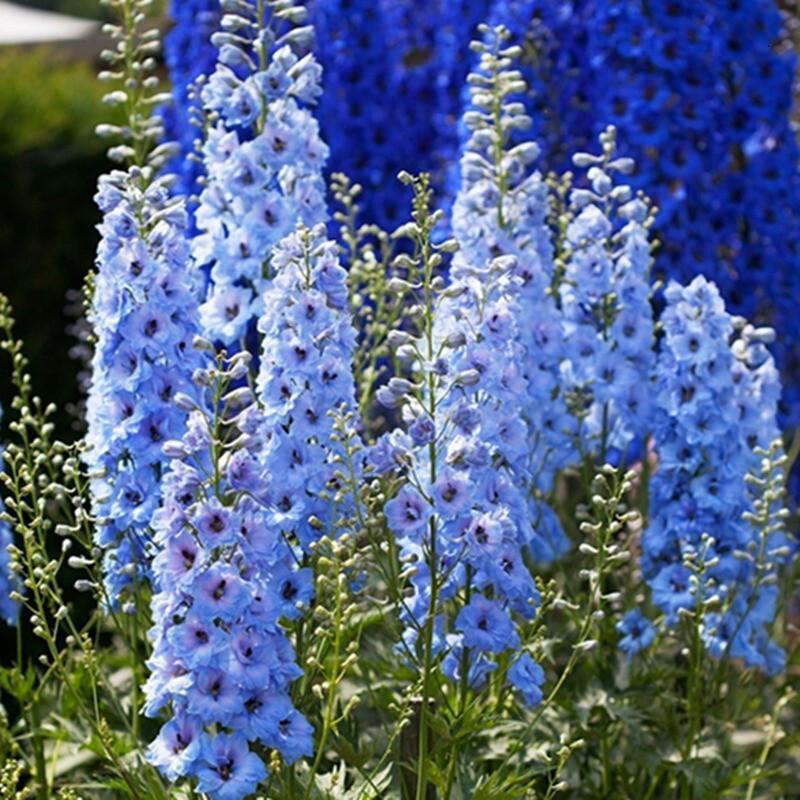 北园湖大花飞燕草种子多年生小飞燕草花卉