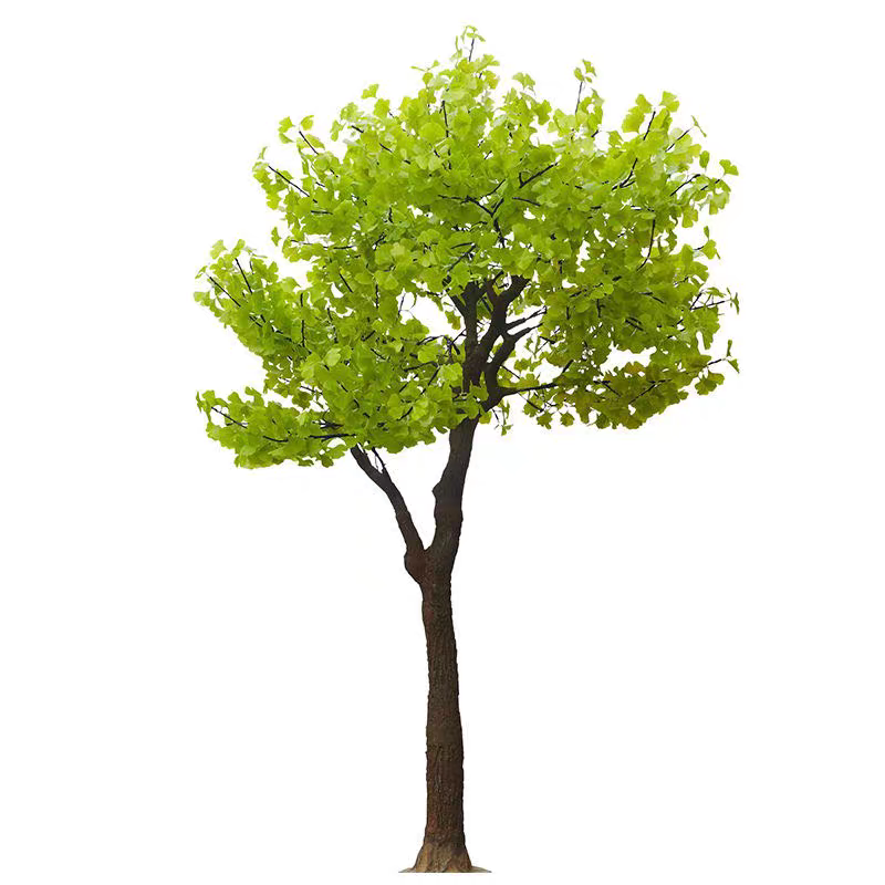 诚智旺 银杏树 9公分 /棵高清大图