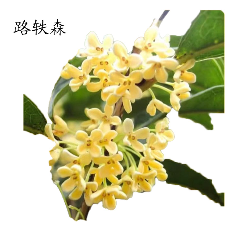 路轶森 八月桂直径 10cm 棵高清大图