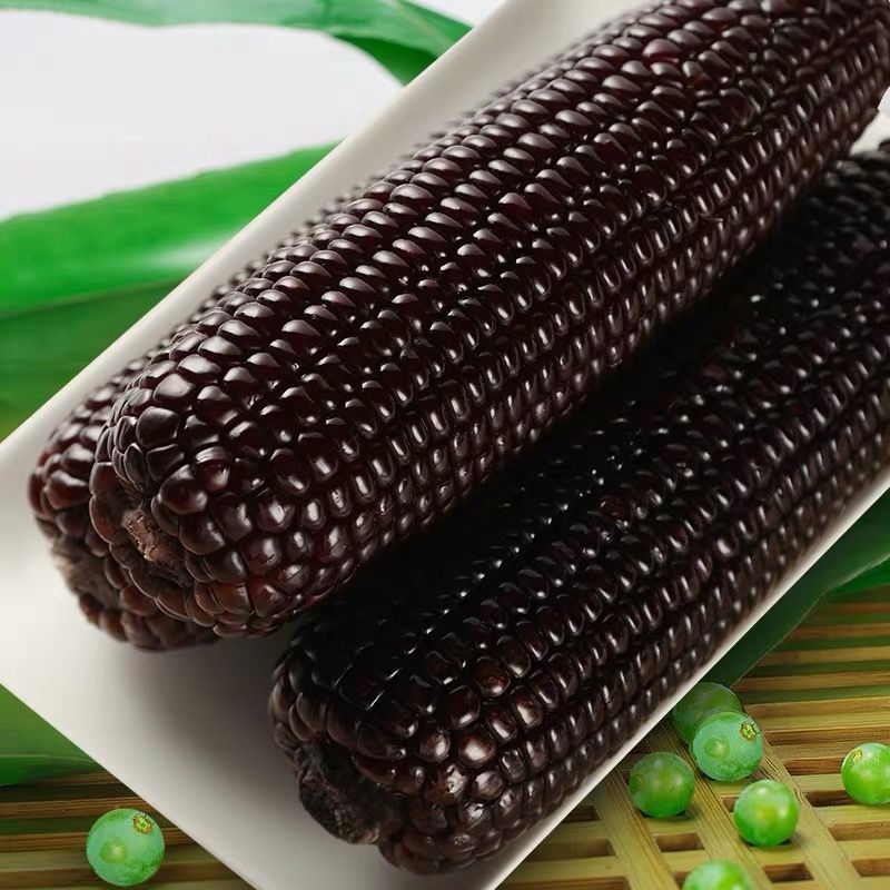 东北甜糯粘玉米黏苞米黄白黑色糯玉米混搭 10棒(5黄+5花)