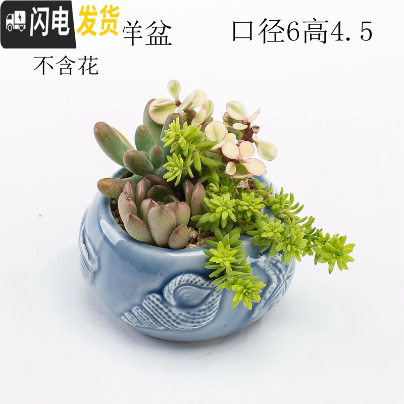 三维工匠多肉花盆器创意个性中大号口径肉肉植物小号拇指花盆陶瓷 蓝色贝壳盆 中等花盆容器高清大图