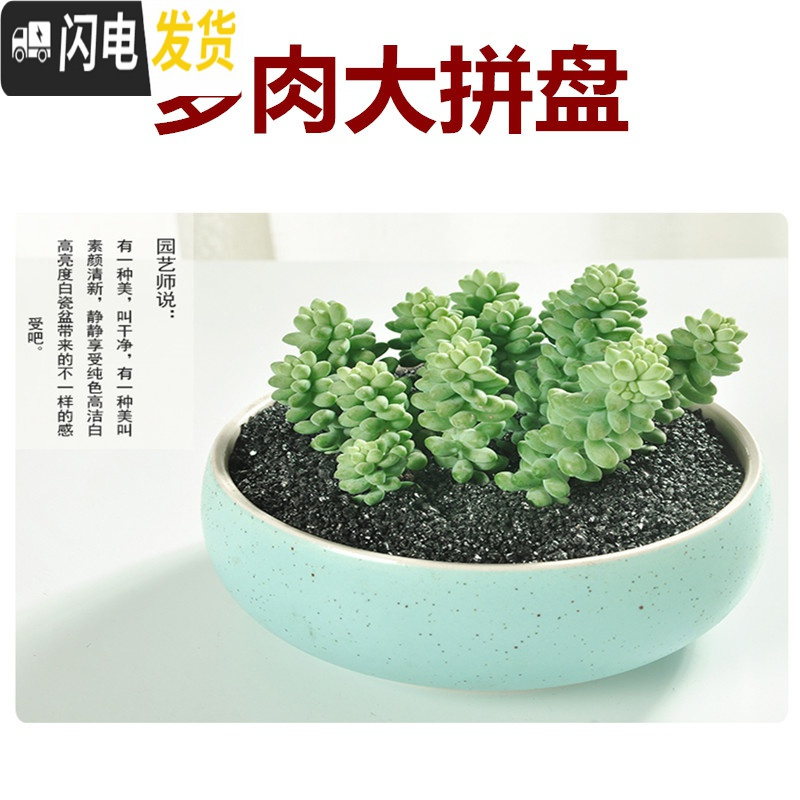 三维工匠大口径拼盘多肉花盆陶瓷个性粗陶肉肉植物大号创意小花盆 拼盘-蓝21号 中等花盆容器