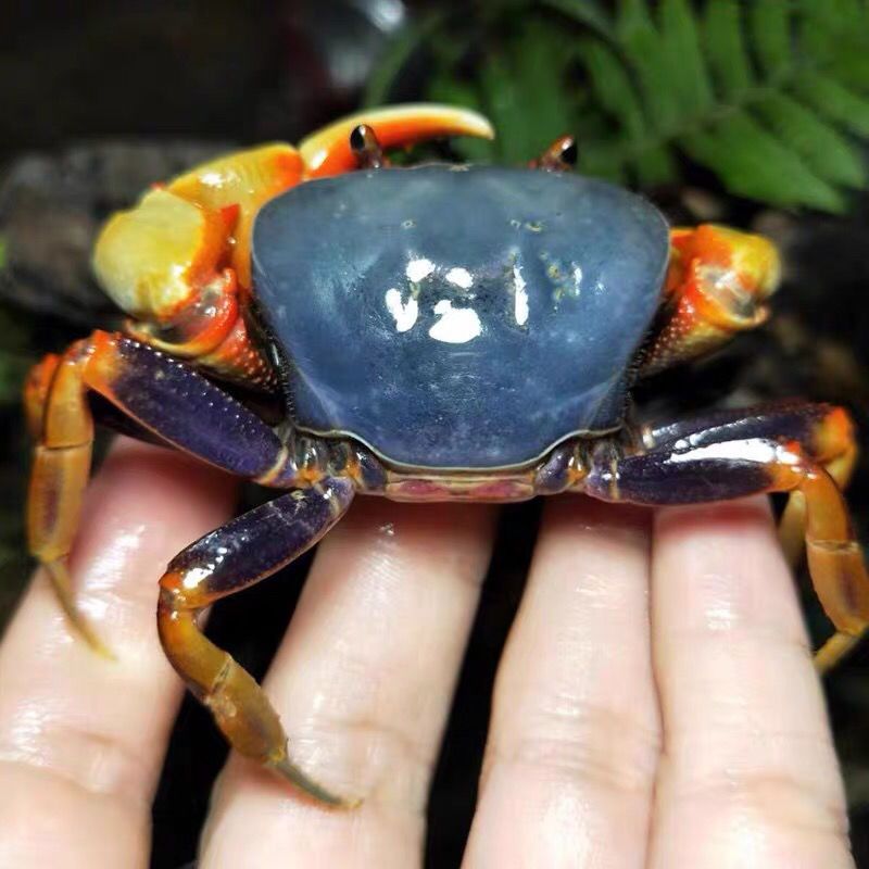 紫罗兰2至3厘米 螃蟹宠物 淡水南海溪蟹蓝尖肢河蟹淡