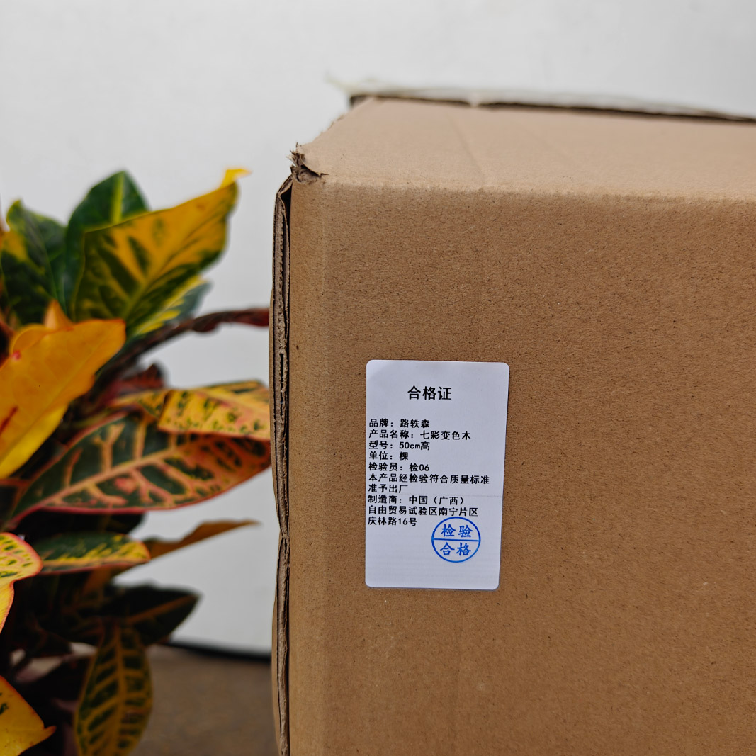 路轶森 七彩变色木 50cm高 棵高清大图