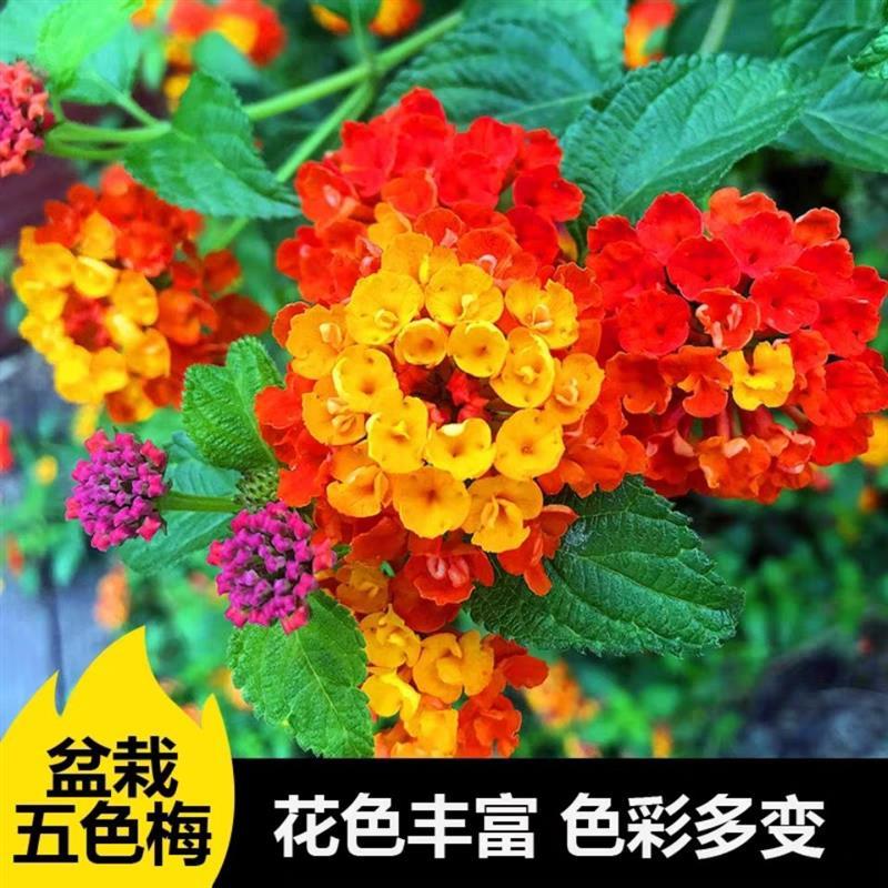 五色梅马缨丹五色花变色梅盆栽庭院地栽花期长耐热耐寒花卉植物