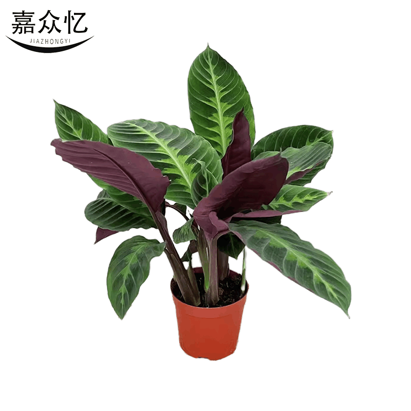 嘉众忆 紫背天鹅绒盆栽60cm JZY-PZ002 个图片
