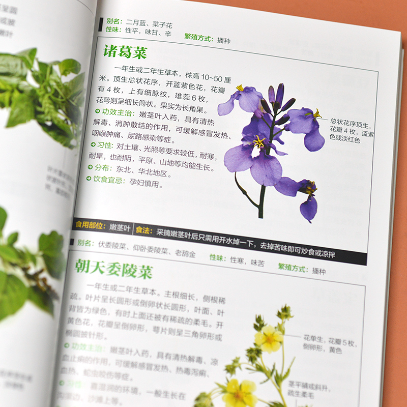 野菜图鉴 [正版]野菜图鉴 250种野菜与20余种野果速查速认 野菜大全书 野外认采中草药野菜图鉴 植物花草识别图解饮食高清大图
