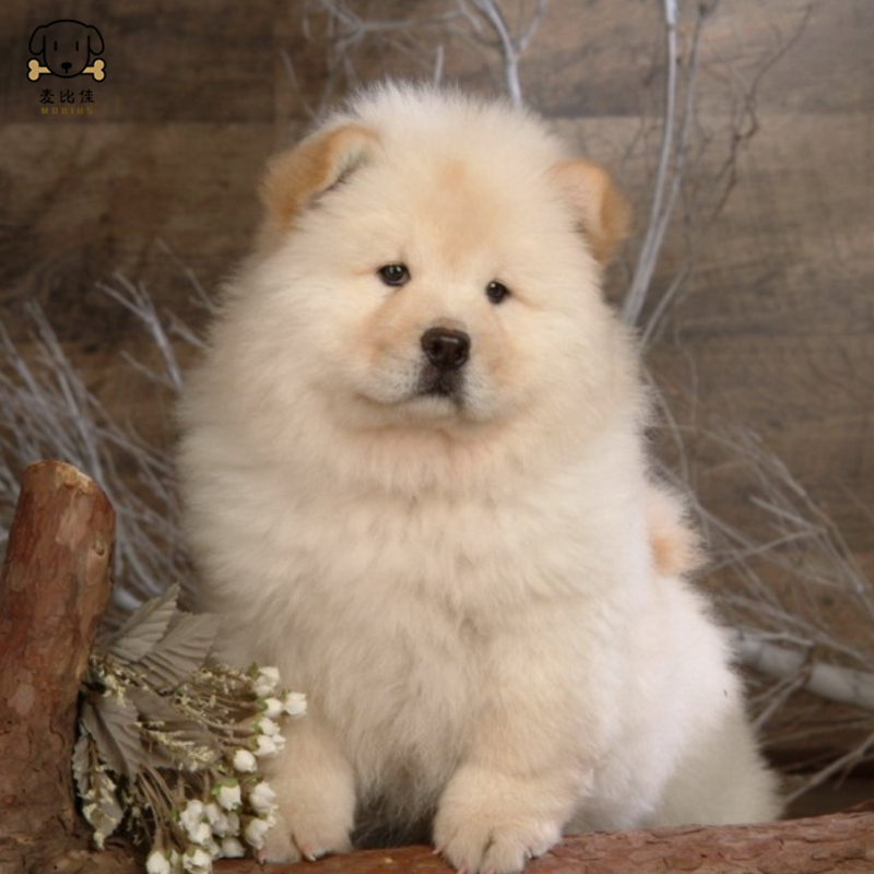 麦比佳宠物狗狗活体 松狮犬幼犬活体 纯种双血统肉嘴面包蓝舌头松狮狗 大骨架宠物狗长毛短毛狮子狗熊狮犬 视频挑选高清大图