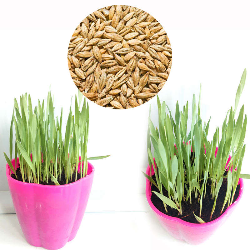 种子套装幼儿园小学生开季观察植物生长草头娃娃 大麦种子50粒 盆 土