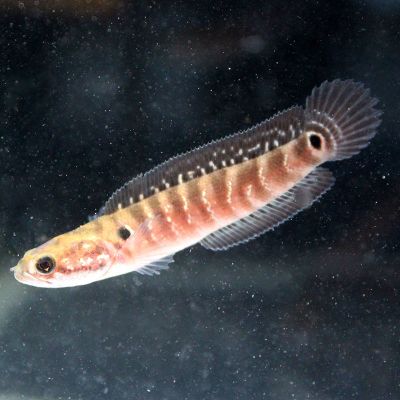 彩虹雷龙观赏鱼活体南醴淡水鱼鱼苗七星鱼冷水鱼龙鱼苗七彩神仙鱼