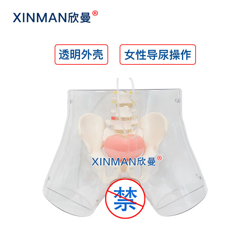 欣曼科教 高级透明女性导尿模型 女性透明导尿操作训练模拟人XM-H15高清大图
