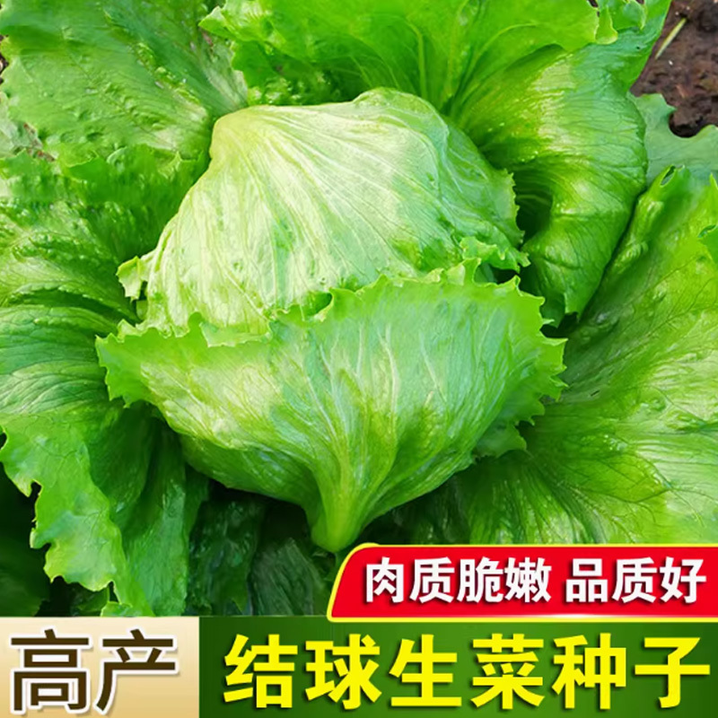 好润青结球生菜种子3000粒袋装