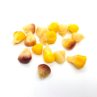 闲居人 6支装约1.5kg 花糯玉米棒 真空包装 东北粘玉米 非转基因