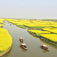 兴化千垛油菜花风景区含游船