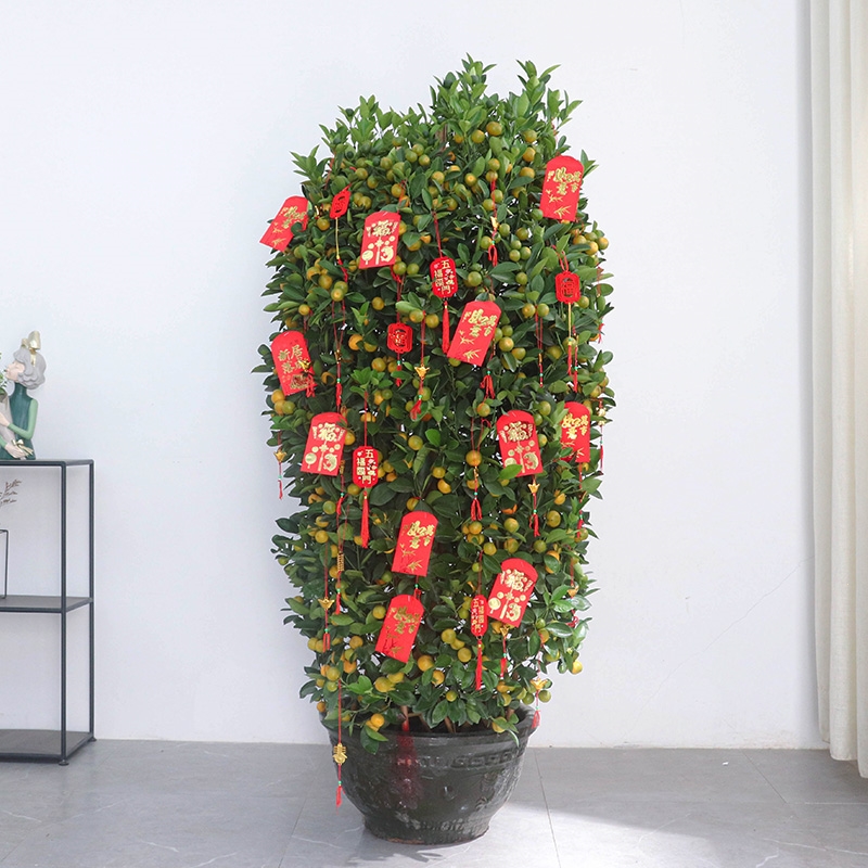 【金桔盆栽】报价行情_排行_品牌_参数_怎么样_图片_商家-苏宁易购