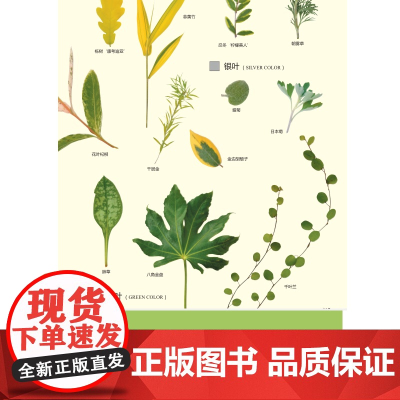 出版社 绿手指园艺图书《彩叶植物图鉴》(日) 荻原范雄主编; 药草花园 陆蓓雯译 500种彩叶植物的应用与搭配高清大图