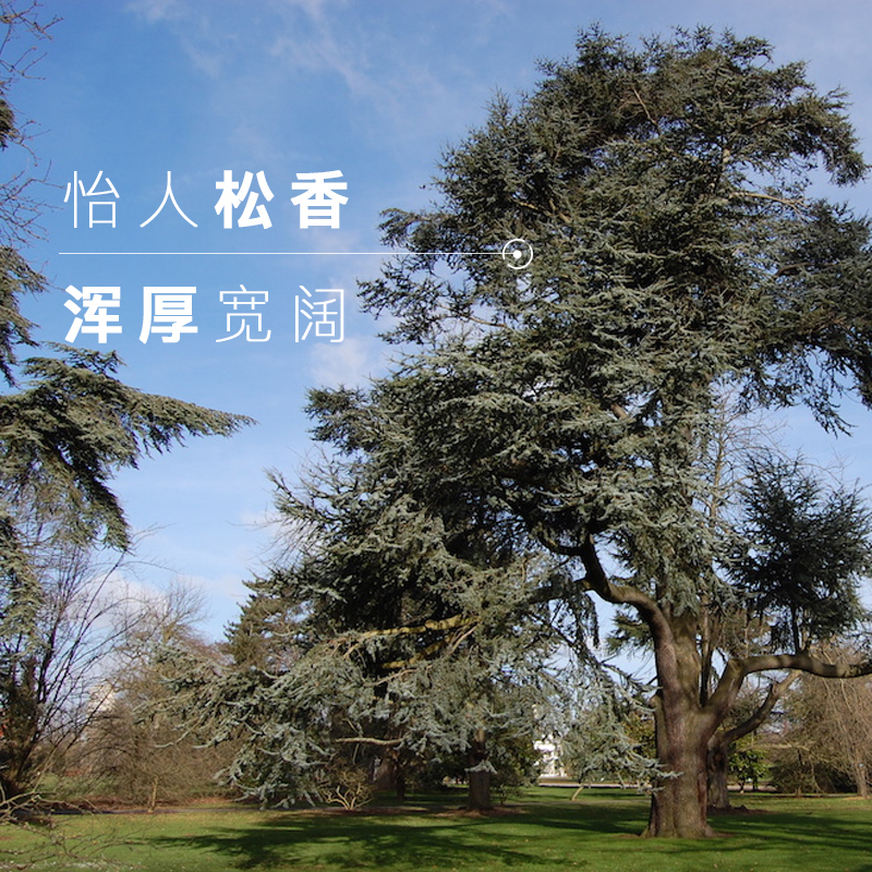 颜界 Yanjie 单方精油大西洋雪松单方精油香气浑厚能量强大引梦化梦深度 药师 价格图片品牌报价 苏宁易购恒幕宜美妆专营店