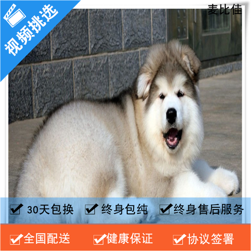 麦比佳 纯种巨型阿拉斯加幼犬活体宠物 熊版十字脸阿拉斯加雪橇犬 双血统烟灰色桃脸阿拉斯加幼崽 巨大型雪橇犬阿拉斯加犬23高清大图