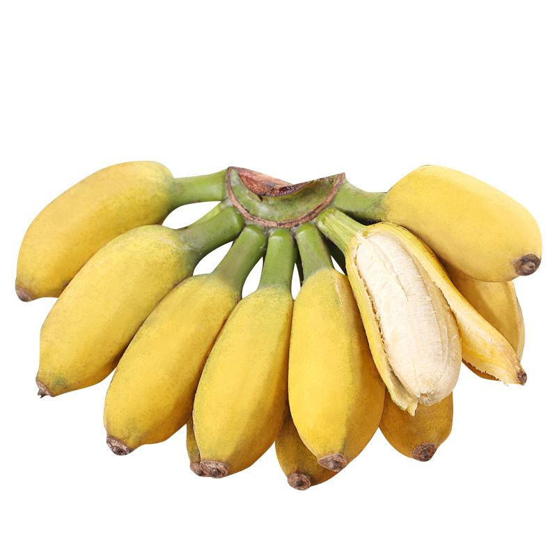 贵州糯米香蕉2.5kg 新鲜自然熟芭蕉糯米蕉水果皇帝蕉小米蕉