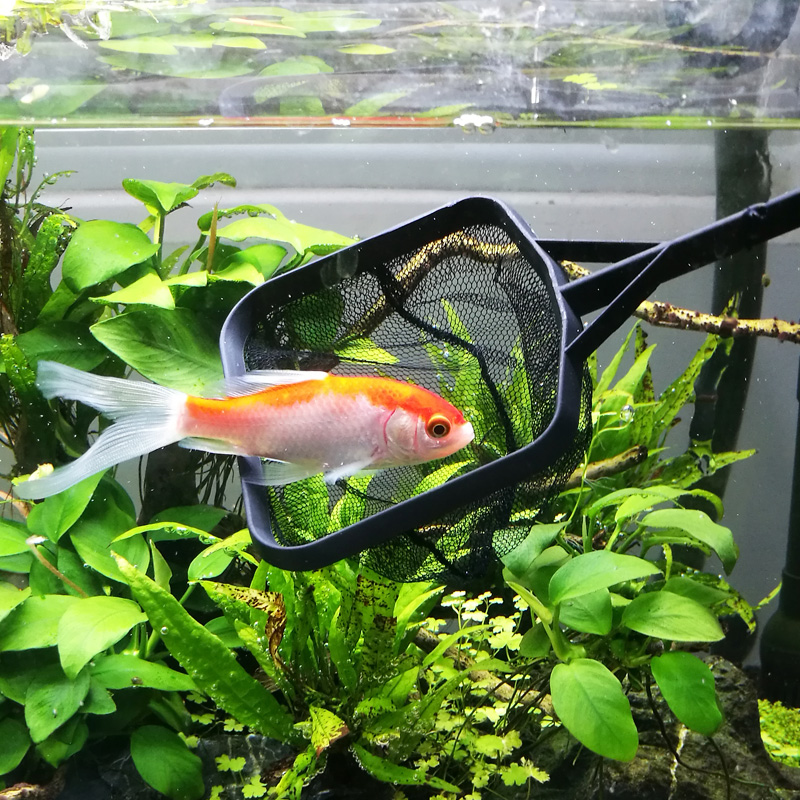 观赏鱼小鱼网兜大中小号细眼鱼缸鱼捞网渔捞水族箱家用捞鱼细网兜高清大图