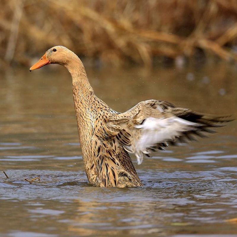 新鲜鸭子正宗农家散养土鸭麻鸭活体现杀鸭肉鸭头鸭脖子鸭肠鸭爪新鲜