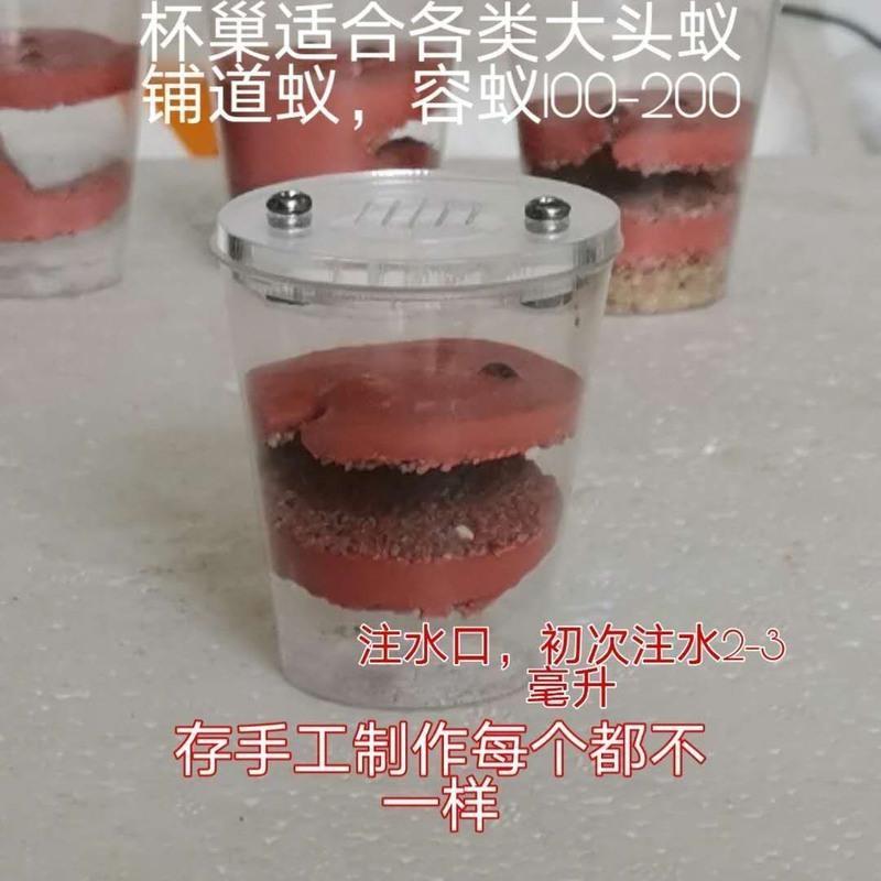 蚂上有蚁双隆骨铺道蚁宠物蚂蚁活体学生宿舍蚂蚁巢可繁殖儿童礼物 蚁后一只