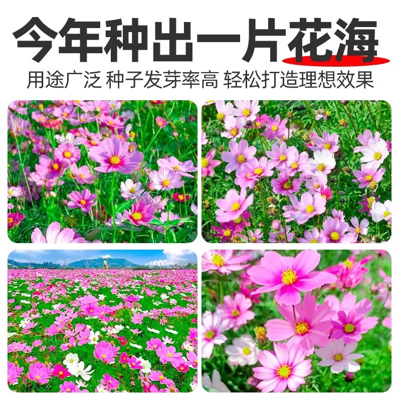 诚智旺 混色波斯菊花籽 净籽/千克高清大图