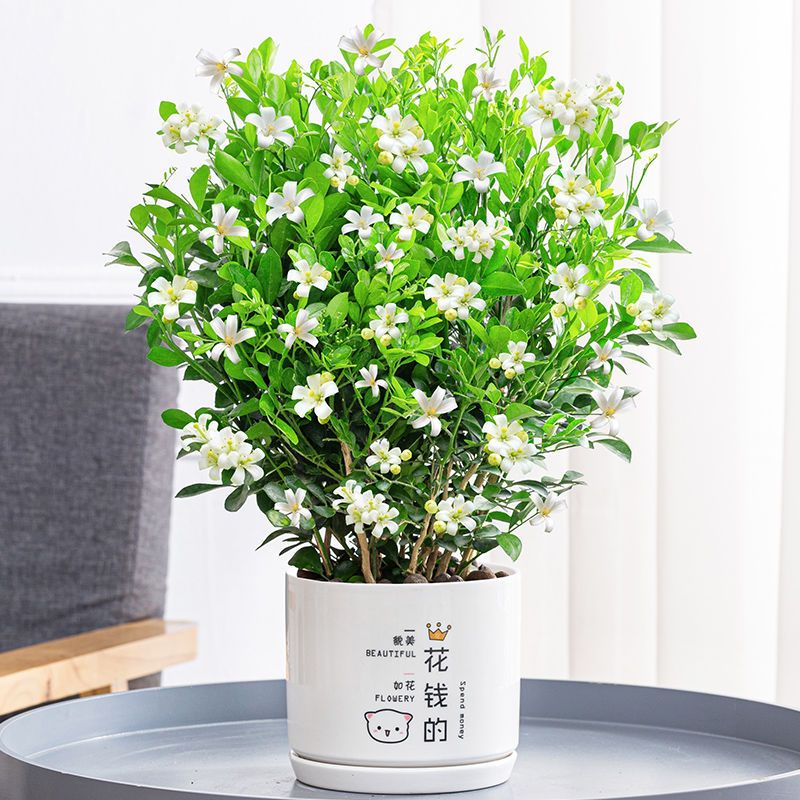 花盆花器 报价行情 排行 品牌 参数 怎么样 图片 商家 苏宁易购