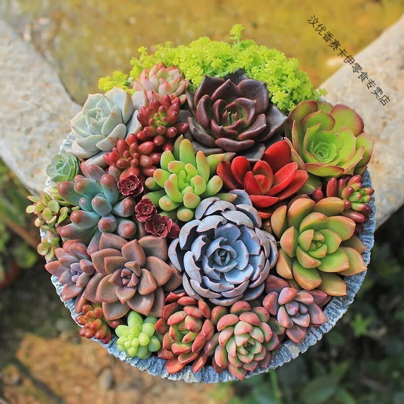 多肉植物精品多肉不重复送盆送土花卉绿植组合盆栽防辐射新手套餐