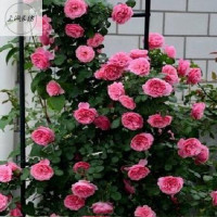 欧月藤本月季蔷薇花苗大花浓香四季开花玫瑰盆栽爬藤植物庭院花卉