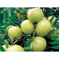 庭院种植果树 油甘子 牛甘子 喉甘子 杨甘 油甘果苗树苗盆栽