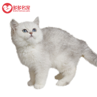 英短银渐层猫咪英国短毛猫银渐层纯种猫咪幼崽