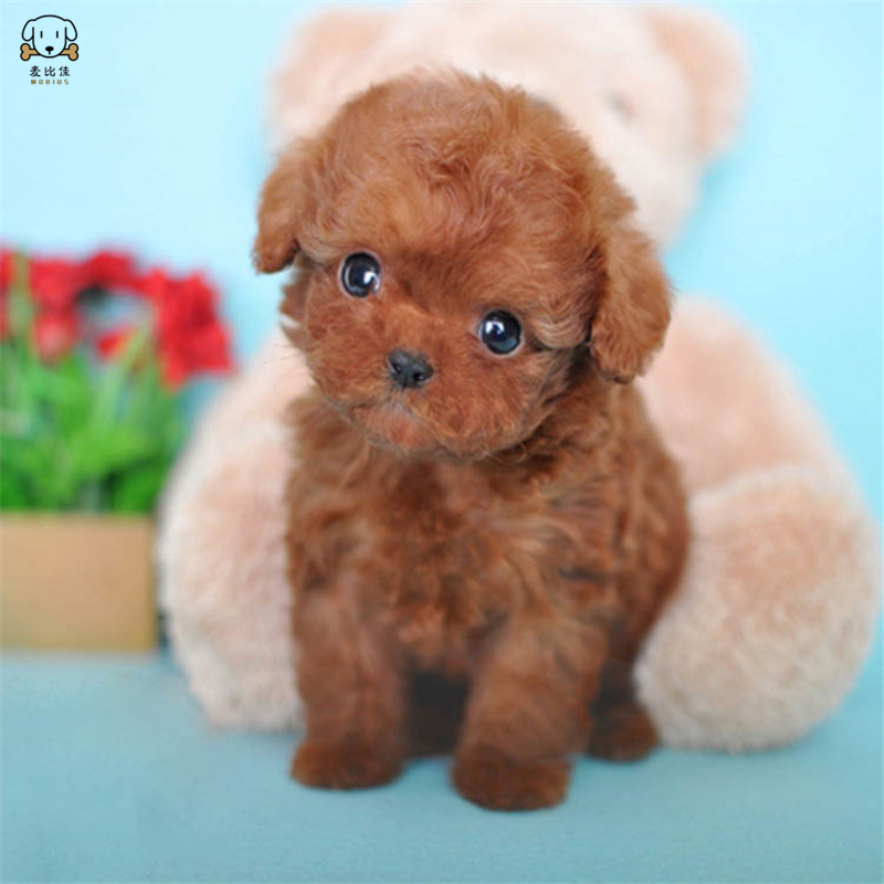 麦比佳 泰迪犬活体狗狗幼犬纯种血统级长不大卷毛泰迪熊犬玩具型标准型微小体 茶杯犬泰迪贵宾富贵狗视频挑选高清大图