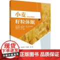 正版 小麦籽粒休眠研究 杨燕 孙永伟 冯玉梅主编 中国农业大学出版社店978756553214杨