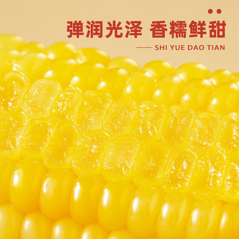 十月稻田鲜食黄糯玉米4.4斤(220g*10根) 整箱东北甜糯新鲜嫩玉米棒 低脂礼盒 早餐杂粮