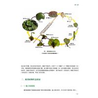 [正版]山东药用蕨类植物图典 李建秀,李晓娟,刘谦 编 中医中药草药中医药研究参考图书 医学类专业书籍 中国医药科技出版