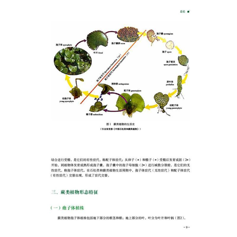 [正版]山东药用蕨类植物图典 李建秀,李晓娟,刘谦 编 中医中药草药中医药研究参考图书 医学类专业书籍 中国医药科技出版