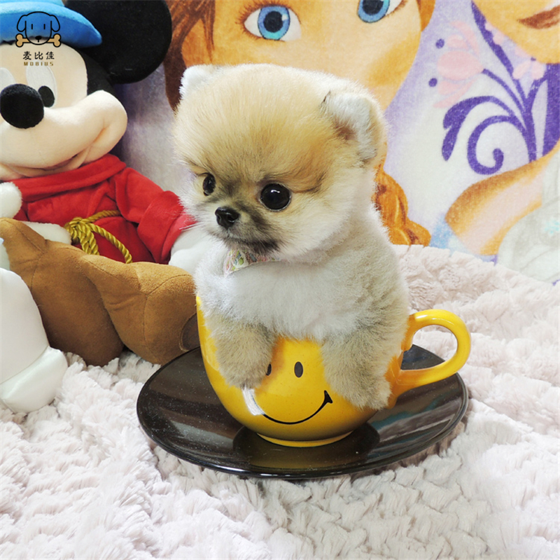 麦比佳狗狗活体纯种博美犬幼犬哈多利系球体博美俊介狗长不大茶杯犬玩具型迷你袖珍博美宠物狗微小体杯子狗视频挑选高清大图