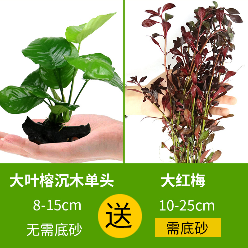 大九叶皇冠草真水草鱼缸装饰懒人水草淡水有茎类中后景性草